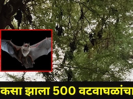 Gadchiroli News: गडचिरोलीत खळबळजनक घटना, एकाच दिवशी 500 वटवाघुळांचा मृत्यू, भीतीदायक कारण आलं समोर
