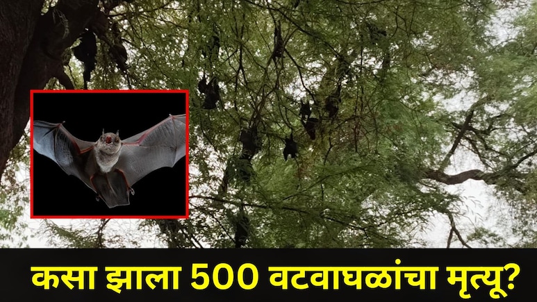 Gadchiroli News: गडचिरोलीत खळबळजनक घटना, एकाच दिवशी 500 वटवाघुळांचा मृत्यू, भीतीदायक कारण आलं समोर