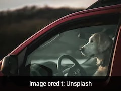 Dog Accidentally Fires Shotgun In US, Injures Woman Standing Nearby