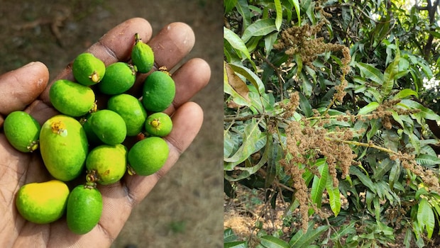 Growers are demanding government help, compensation, and reforms in crop insurance schemes. Growers are demanding government help, compensation, and reforms in crop insurance schemes.