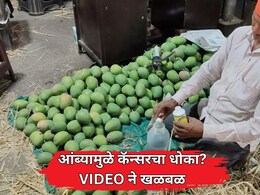 Navi Mumbai APMC VIDEO: सावधान! आंब्यामुळे कॅन्सरचा धोका? वाशी मार्केटमधील 'त्या' स्टिंग ऑपरेशनने खळबळ