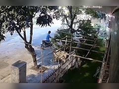 आम तोड़ने गया, लेकिन पूरा पेड़ ही उखाड़ दिया, देखें हैरतअंगेज वीडियो