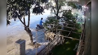 आम तोड़ने गया, लेकिन पूरा पेड़ ही उखाड़ दिया, देखें हैरतअंगेज वीडियो