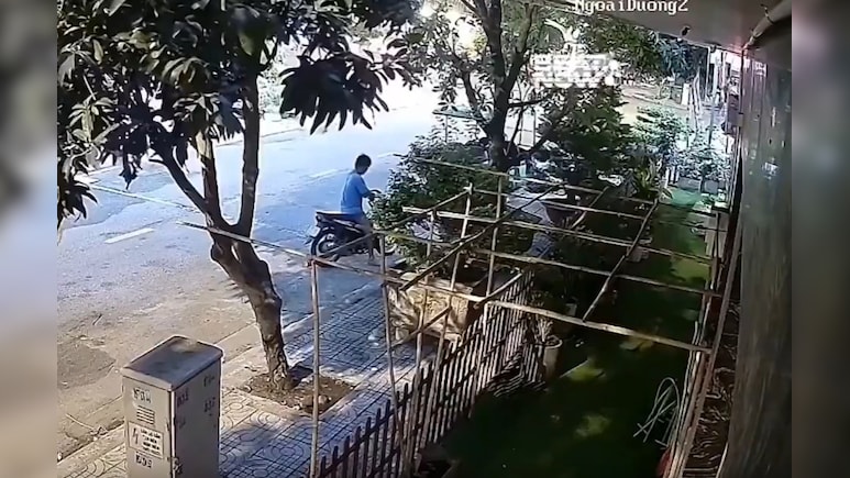 आम तोड़ने गया, लेकिन पूरा पेड़ ही उखाड़ दिया, देखें हैरतअंगेज वीडियो
