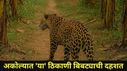Akola News: अकोल्यात बिबट्याची दहशत, वन विभागाची केळी बागेत शोधमोहीम, कुठे कुठे लागलेत पायाचे ठसे?