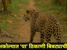 Akola News: अकोल्यात बिबट्याची दहशत, वन विभागाची केळी बागेत शोधमोहीम, कुठे कुठे लागलेत पायाचे ठसे?