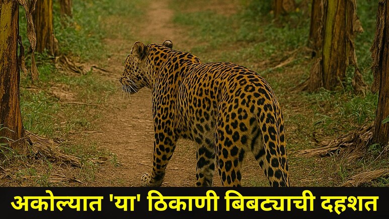 Akola News: अकोल्यात बिबट्याची दहशत, वन विभागाची केळी बागेत शोधमोहीम, कुठे कुठे लागलेत पायाचे ठसे?