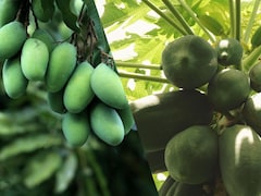 Raw Mango vs Raw Papaya: Which Is Better For Your Gut?