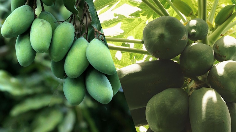 Raw Mango vs Raw Papaya: Which Is Better For Your Gut?