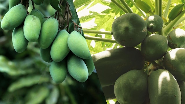 Raw mango and raw papaya can offer benefits for your gut when consumed in moderation