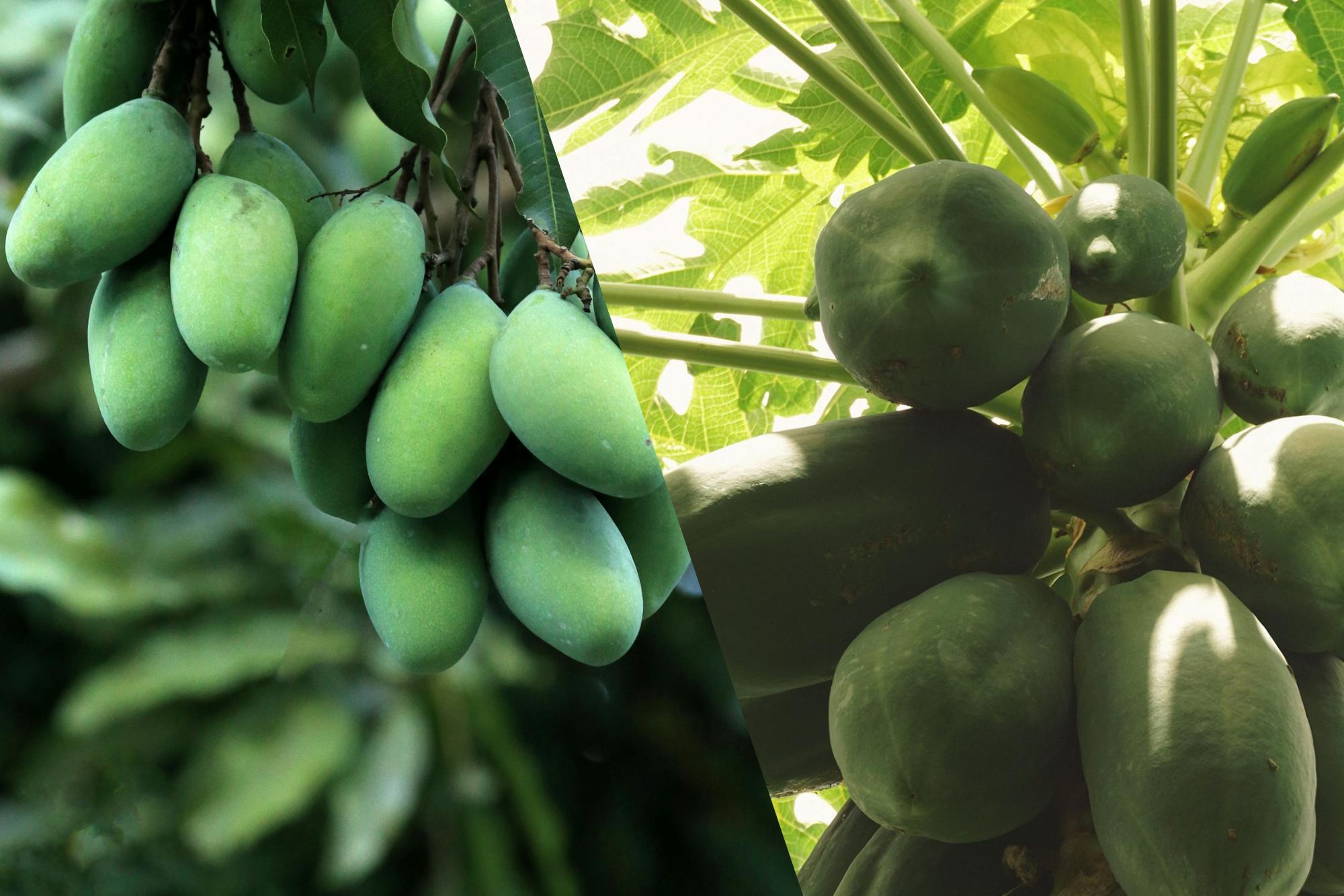 Raw mango and raw papaya can offer benefits for your gut when consumed in moderation