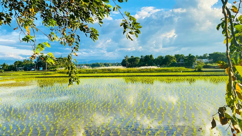Govt Hikes MSP For Kharif Crops In 2026-27 Season, Sees Rs 2.6 Lakh Crore Payout