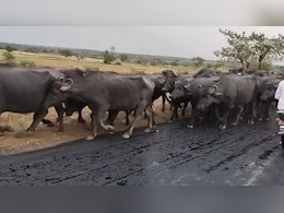 Rajasthan: बंदूक की नोक पर चरवाहों से लूटी थीं 60 भैंसें, ड्रोन कैमरे की मदद से बदमाशों को खदेड़ा