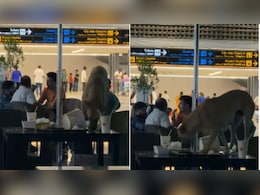 Viral Video Shows Stray Dog Inside Hyderabad Airport, Sparks Outrage