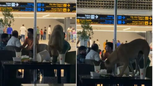 Viral Video Shows Stray Dog Inside Hyderabad Airport, Sparks Outrage