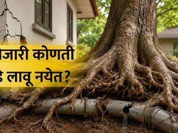 Trees to Avoid Near House: तुमच्या घराशेजारी &lsquo;ही&rsquo; 5 झाडं कधीच लावू नका, अन्यथा होईल मोठं नुकसान