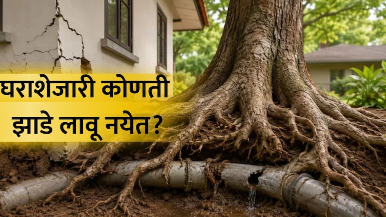Trees to Avoid Near House: तुमच्या घराशेजारी &lsquo;ही&rsquo; 5 झाडं कधीच लावू नका, अन्यथा होईल मोठं नुकसान
