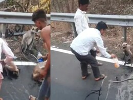VIDEO : घसा कोरडा पडला अन् माकडाने चक्क एसटीच अडवली; पाण्यासाठी  मुक्या जिवाचा 'हा' आर्त टाहो नक्की पहा