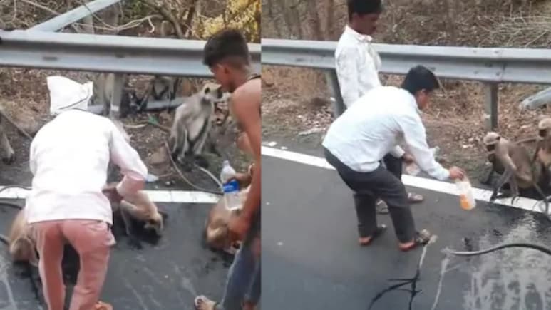 VIDEO : घसा कोरडा पडला अन् माकडाने चक्क एसटीच अडवली; पाण्यासाठी  मुक्या जिवाचा 'हा' आर्त टाहो नक्की पहा