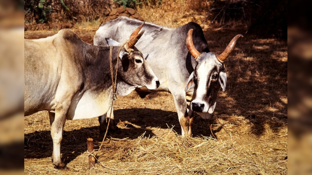 West Bengal Govt Issues Animal Slaughter Rules, Mandates Fitness Certificate, Bans Public Slaughter And More