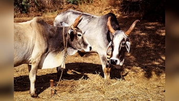 West Bengal Govt Issues Animal Slaughter Rules, Mandates Fitness Certificate, Bans Public Slaughter And More