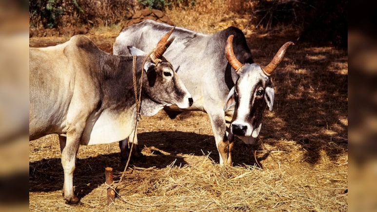 West Bengal Govt Issues Animal Slaughter Rules, Mandates Fitness Certificate, Bans Public Slaughter And More