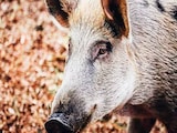 नगालैंड में एएसएफ रोकथाम के सख्त उपाय किए गए, सूअर के मांस की बिक्री पर प्रतिबंध नगालैंड में एएसएफ रोकथाम के सख्त उपाय किए गए, सूअर के मांस की बिक्री पर प्रतिबंध