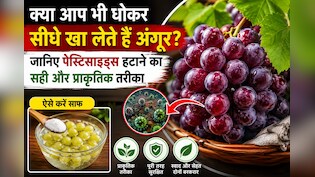क्या आप भी सिर्फ पानी से धोकर सीधे खा लेते हैं अंगूर? जानिए पेस्टिसाइड्स हटाने का सही और नेचुरल तरीका