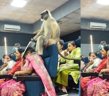 गुजरात यूनिवर्सिटी के हॉल में घुसा बंदर, शिक्षकों की चल रही थी ट्रेनिंग, फिर ऐसा बन गया माहौल