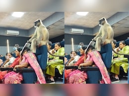 गुजरात यूनिवर्सिटी के हॉल में घुसा बंदर, शिक्षकों की चल रही थी ट्रेनिंग, फिर ऐसा बन गया माहौल