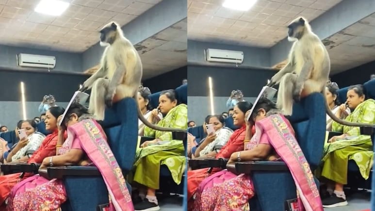 गुजरात यूनिवर्सिटी के हॉल में घुसा बंदर, शिक्षकों की चल रही थी ट्रेनिंग, फिर ऐसा बन गया माहौल