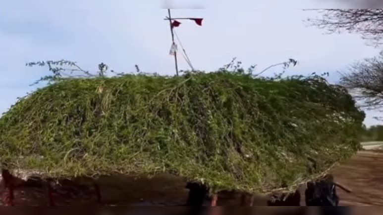 क्या है 'मीठी जाल'? जिसे कहते हैं राजस्थान का देसी AC, तपते रेगिस्तान में दे रहा है ठंडी हवा का तोहफा