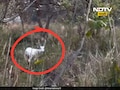 VIDEO: तुम्ही कधी पांढरं हरीण पाहिलंय का? हा तर निसर्गाचा करिश्मा, थक्क करणारा VIDEO
