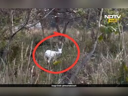 VIDEO: तुम्ही कधी पांढरं हरीण पाहिलंय का? हा तर निसर्गाचा करिश्मा, थक्क करणारा VIDEO