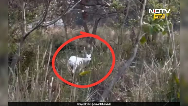VIDEO: तुम्ही कधी पांढरं हरीण पाहिलंय का? हा तर निसर्गाचा करिश्मा, थक्क करणारा VIDEO