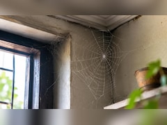 घर में बार-बार मकड़ी के जाले क्यों बनते हैं? सिर्फ सफाई नहीं, ये छिपी वजहें भी हो सकती हैं जिम्मेदार