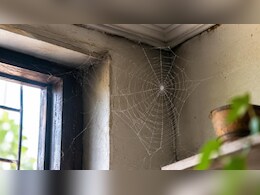 घर में बार-बार मकड़ी के जाले क्यों बनते हैं? सिर्फ सफाई नहीं, ये छिपी वजहें भी हो सकती हैं जिम्मेदार