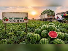 भारत की Watermelon Capital कौन सा शहर है? गर्मी आते ही यहां हर तरफ दिखते हैं सिर्फ तरबूज ही तरबूज!