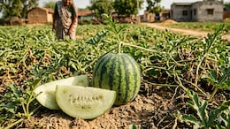 Why Doctors Warn Against Consuming Unripe Watermelon