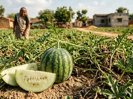 Why Doctors Warn Against Consuming Unripe Watermelon