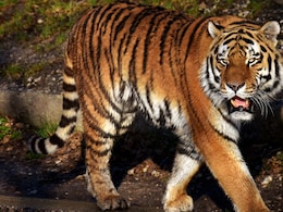 Chandrapur Tiger Attack: थरकाप उडवणारी घटना! 13 महिलांवर वाघाचा हल्ला; चौघींचा मृत्यू, महाराष्ट्र हादरला