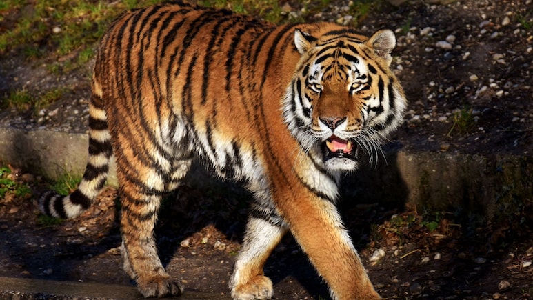 Chandrapur Tiger Attack: थरकाप उडवणारी घटना! 13 महिलांवर वाघाचा हल्ला; चौघींचा मृत्यू, महाराष्ट्र हादरला