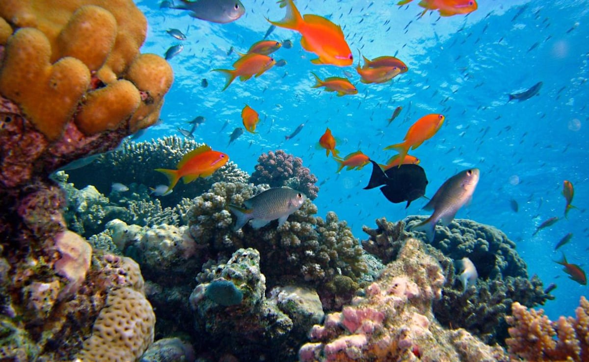 Diglipur is being positioned as a premium eco-conscious diving hub.