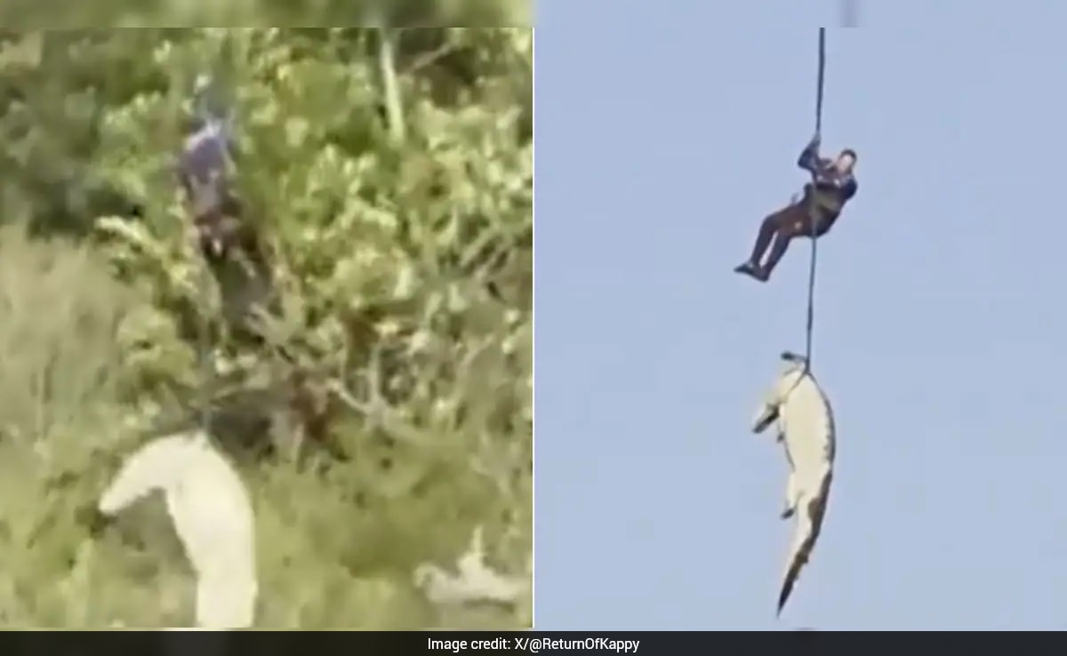 Human Remains Found In 15-Foot Crocodile After Dramatic Airlift In South Africa