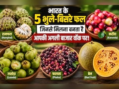 Forgotten Indian Fruits: कभी गर्मियों की शान हुआ करते थे ये देसी फल, अब नई पीढ़ी भी भूल रही इनके नाम