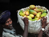 Japan Bans Indian Mangoes After 20 Years. Food Officials Found This Japan Bans Indian Mangoes After 20 Years. Food Officials Found This