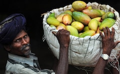 Japan Bans Indian Mangoes After 20 Years. Food Officials Found This