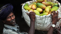 Japan Bans Indian Mangoes After 20 Years. Food Officials Found This