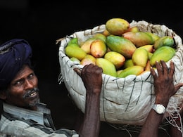 Japan Bans Indian Mangoes After 20 Years. Food Officials Found This