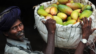 Japan Bans Indian Mangoes After 20 Years. Food Officials Found This